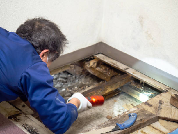  Strawberry, CA Mold Removal Pros