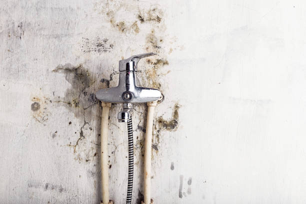  Strawberry, CA Mold Removal Pros