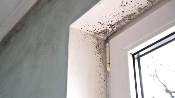 Best Emergency Mold Remediation in Strawberry, CA