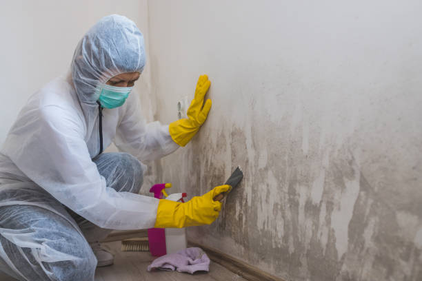 Best Residential Mold Remediation in Strawberry, CA
