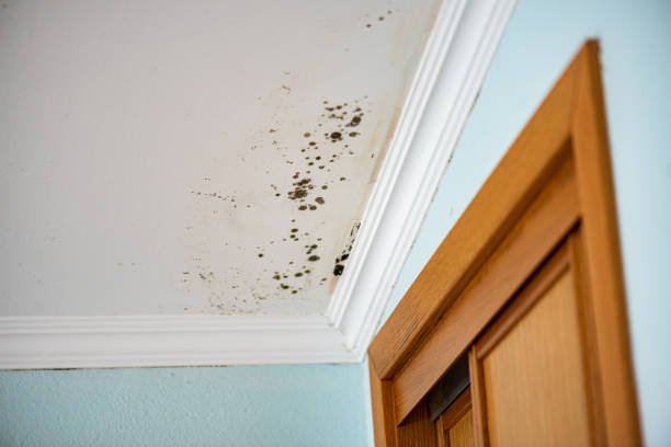 Best Commercial Mold Remediation in Strawberry, CA
