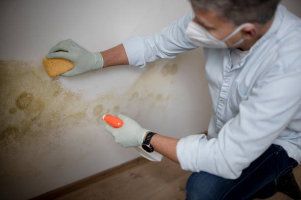 Best Residential Mold Remediation in Strawberry, CA