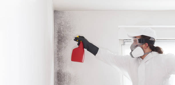Professional Mold Remediation in Strawberry, CA