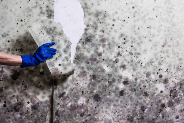 Best Attic Mold Remediation in Strawberry, CA