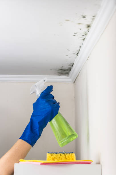 Best Localized Mold Remediation (e.g., coastal areas, humid climates) in Strawberry, CA